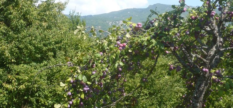 22.maj, Međunarodni dan biodiverziteta